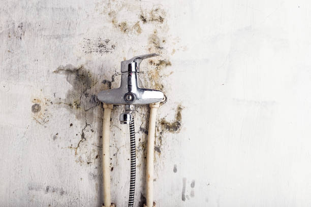 Office Mold Removal Services in Canfield, OH