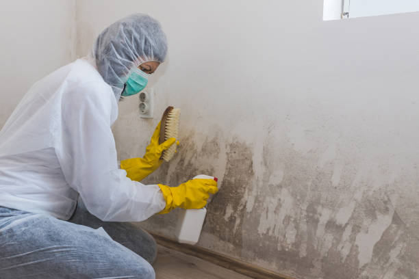 Professional Mold Removal in Canfield, OH